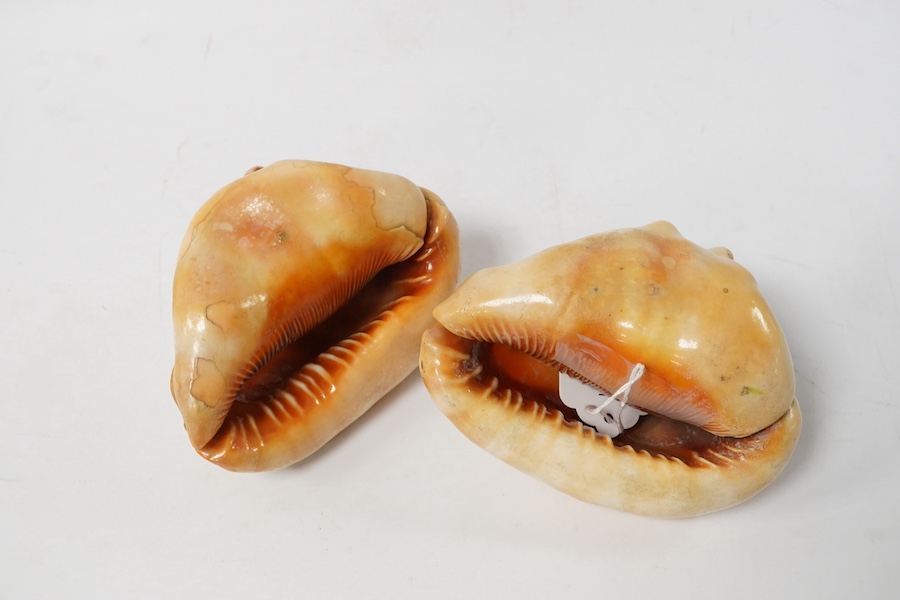 Two Neopolitan conch shells with carved cameo cartouches of Victorian ladies faces with stars above. 13.5cm high., Condition - good